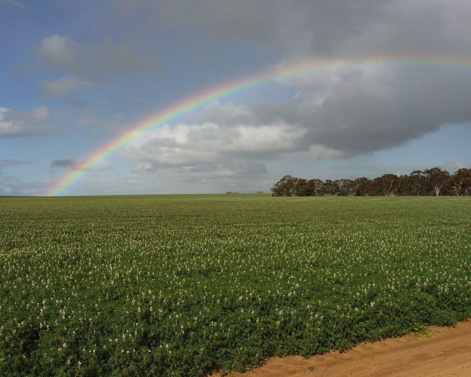 Rainbow over a green field of lupins at Jennacubbine, Western Australia