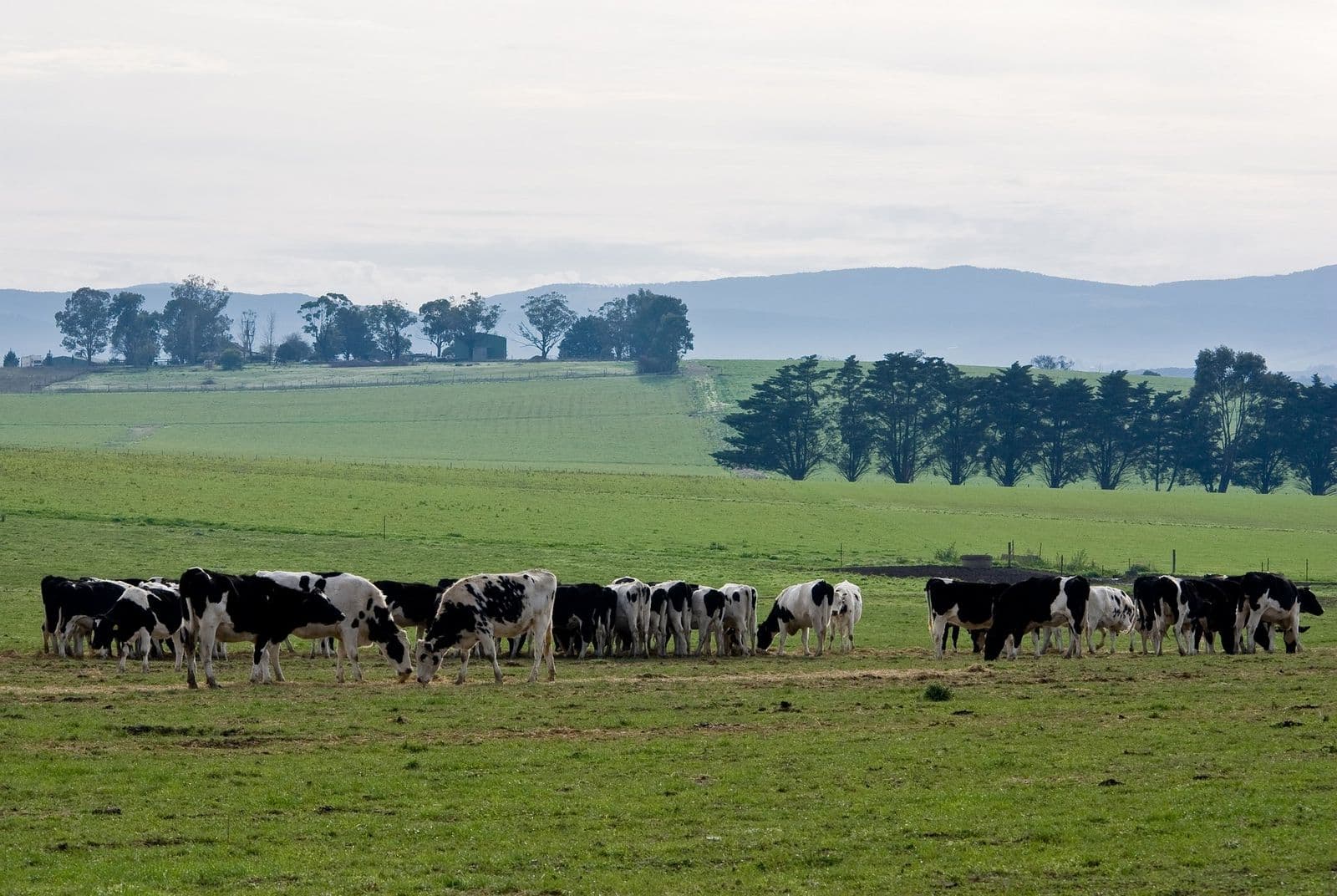 Cattle grazing in a green paddock with a row of trees and hills behind