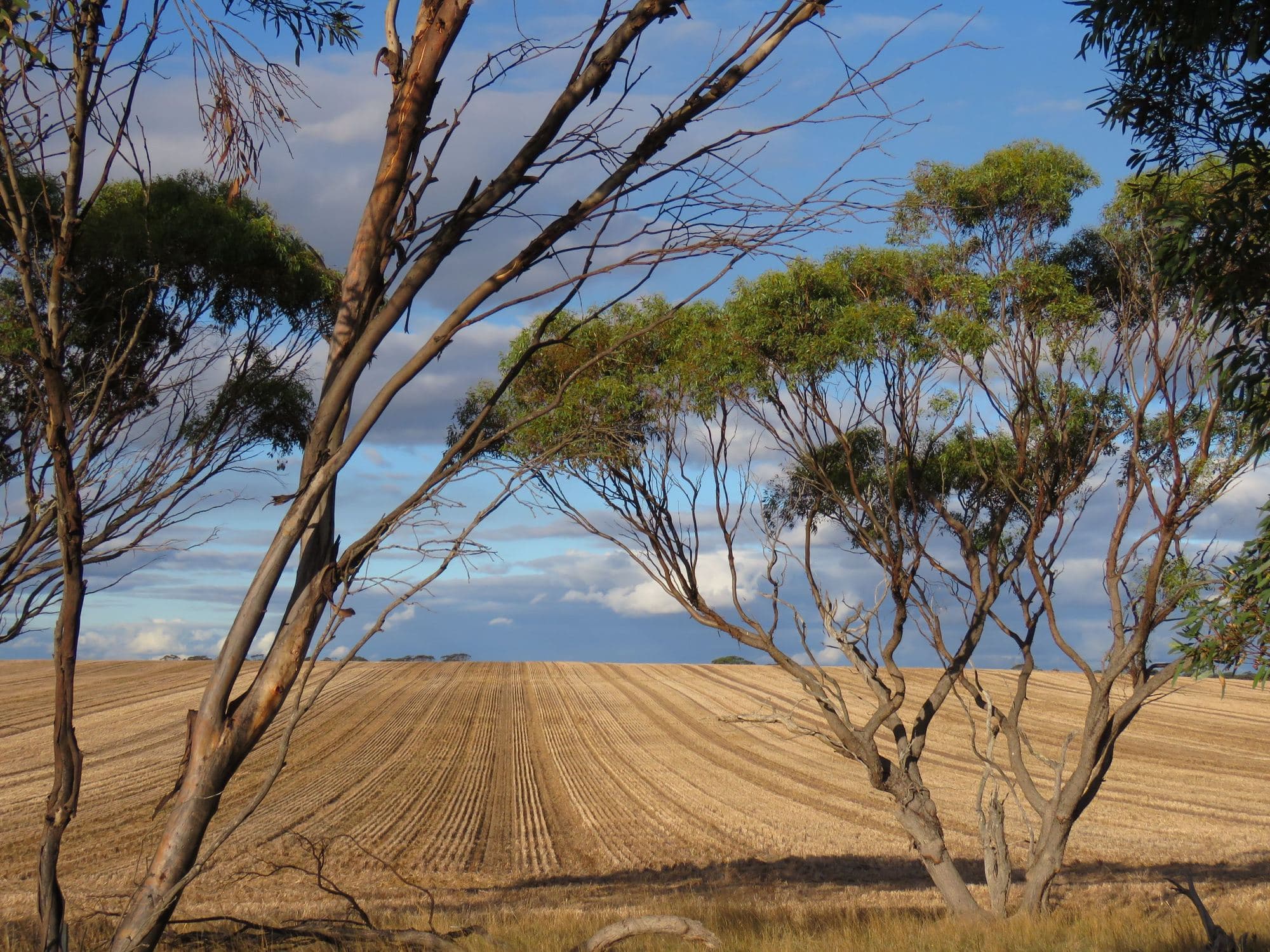 Cultivated wheat paddock with eucalypts, Shire of Gnowangerup, Western Australia