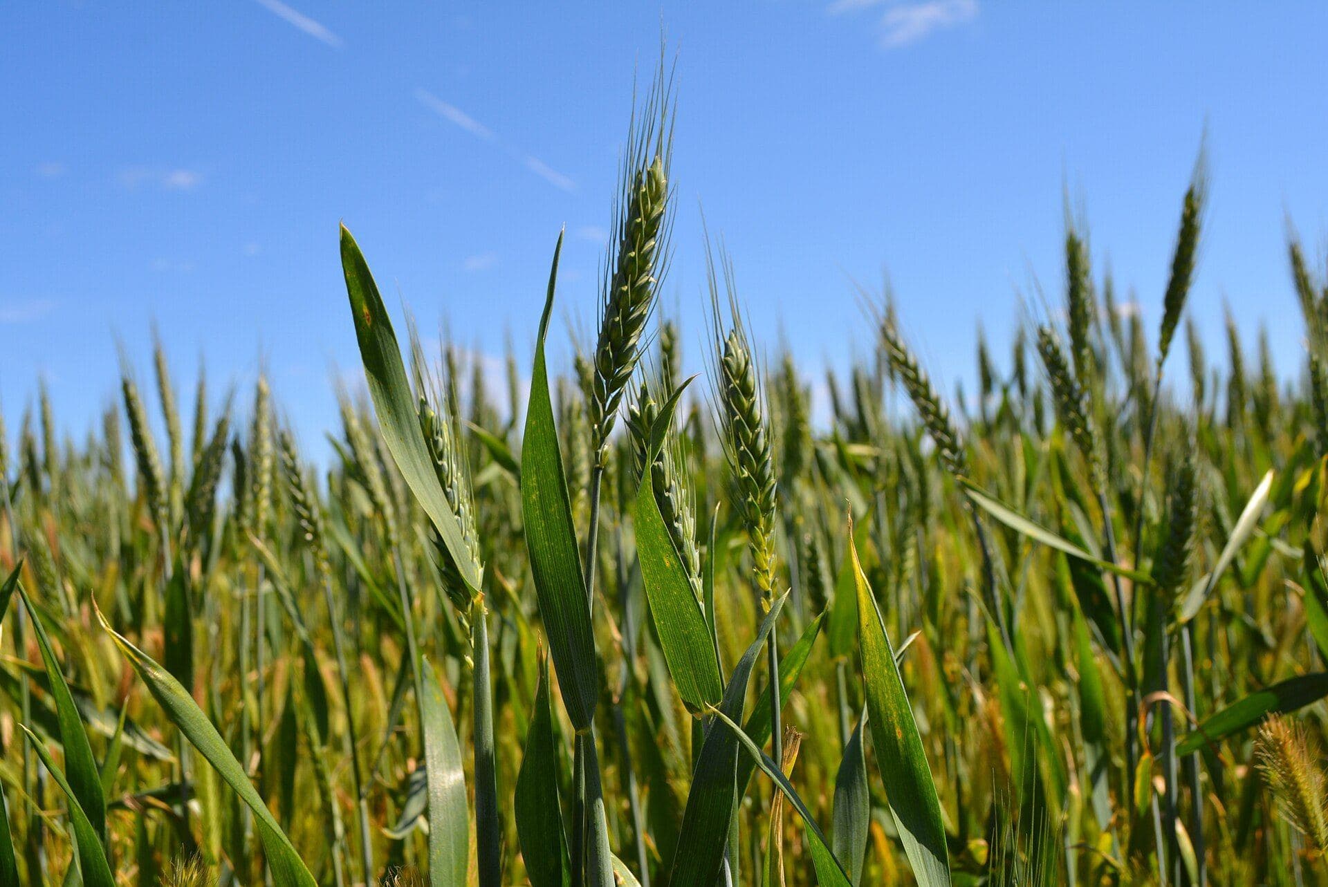 Green wheat crop in Victoria, Australia