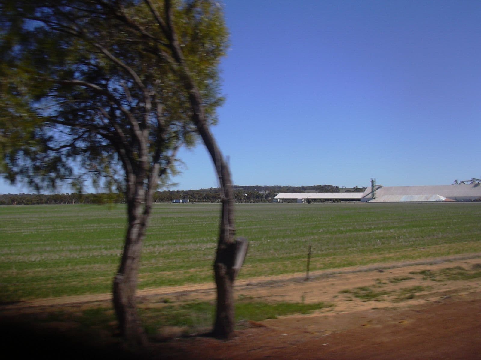 Wheat paddock with a tree and a wheat bin in the distance near Quairading, Western Australia