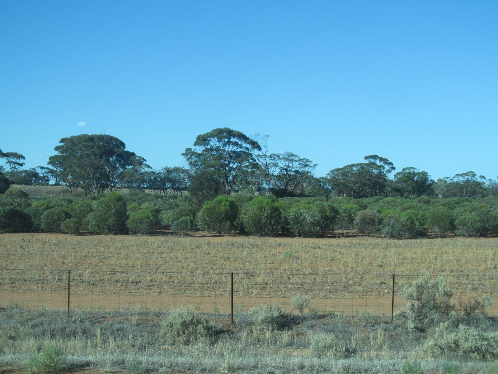 Bushland and a fenced paddock under a clear sky near Merredin, Western Australia