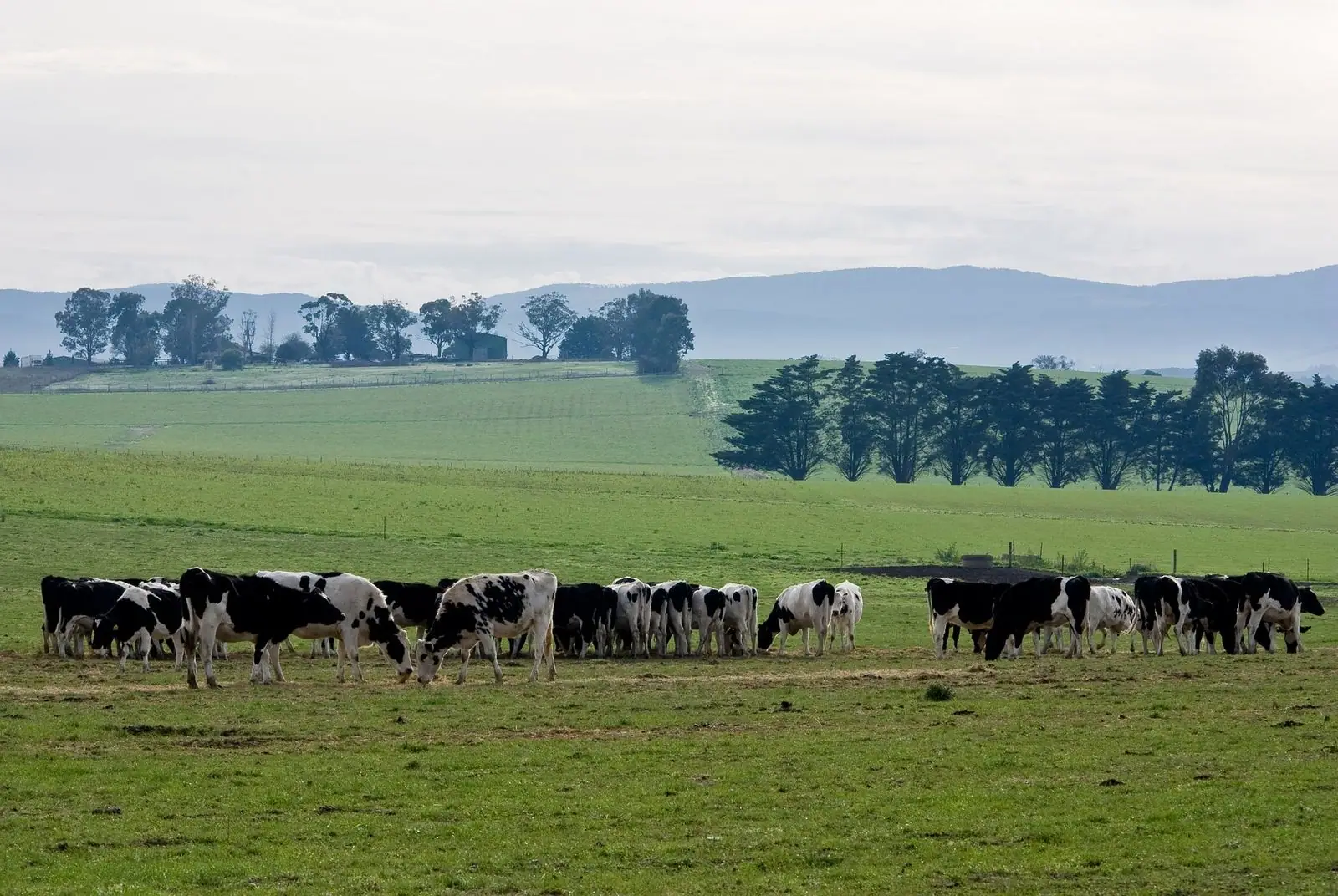 Cattle grazing in a green paddock with a row of trees and hills behind