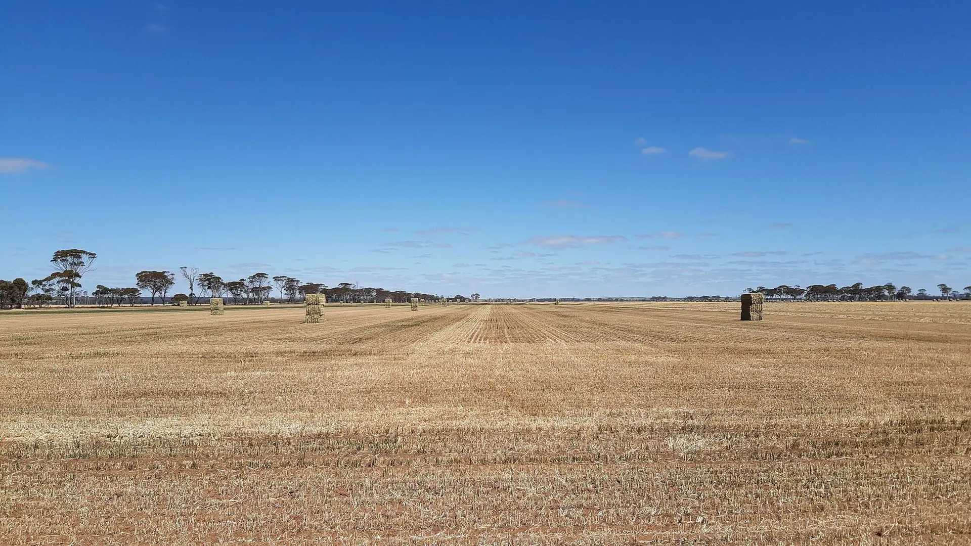 Harvested wheat paddocks east of Kulin, Western Australia, October 2020