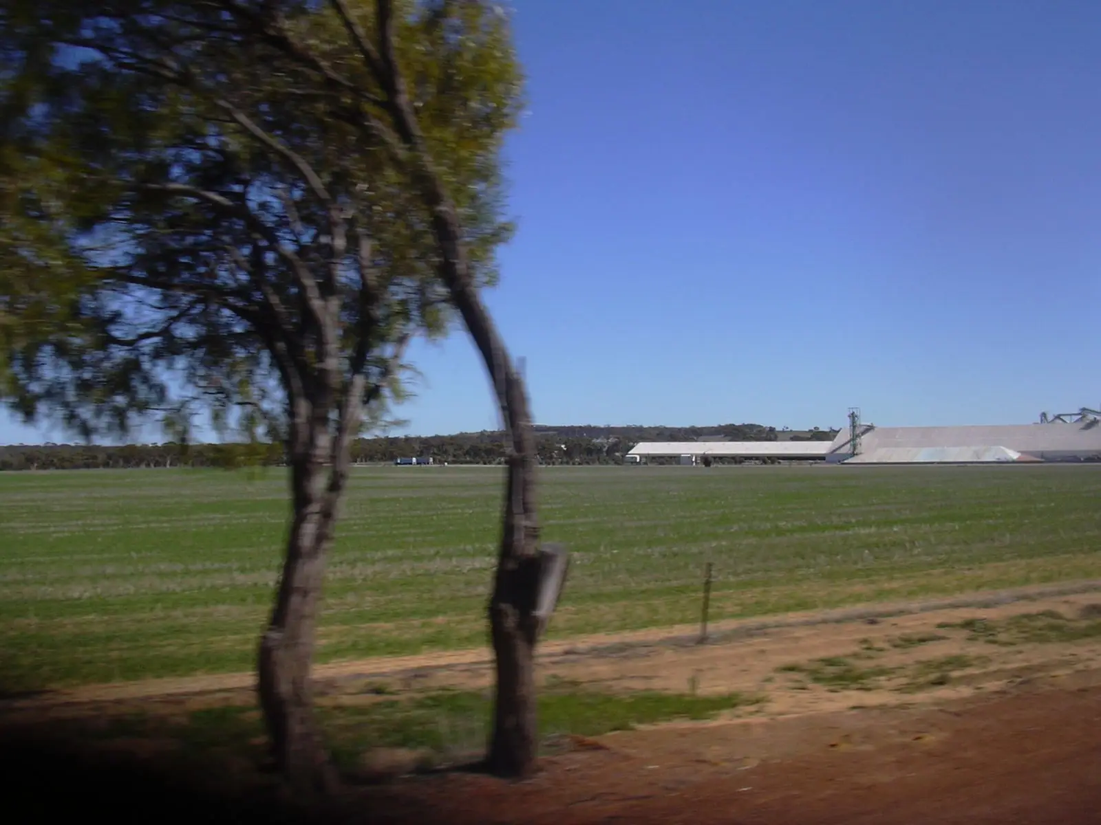 Wheat paddock with a tree and a wheat bin in the distance near Quairading, Western Australia