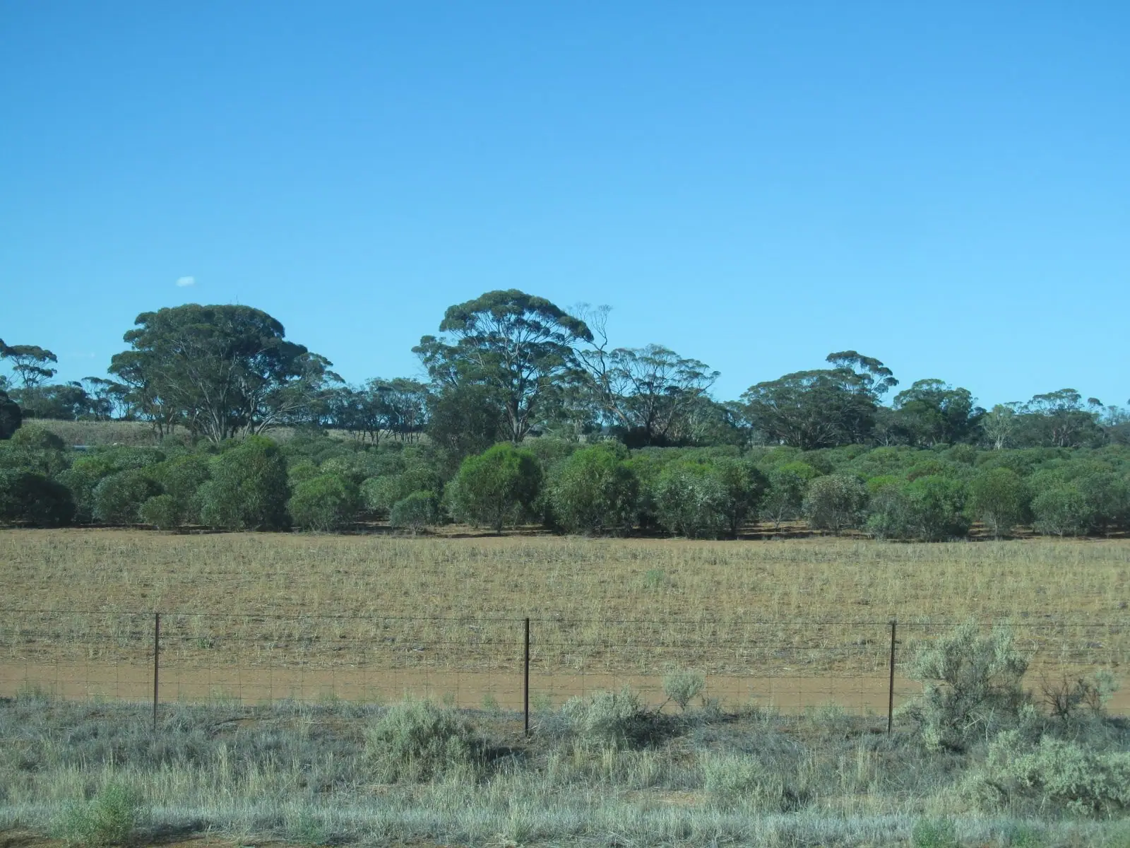 Bushland and a fenced paddock under a clear sky near Merredin, Western Australia